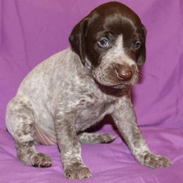 German Shorthaired Pointer Puppies from GLC Pointers