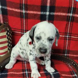 Hunter - White and black male Dalmatian puppy in Grant, Michigan from Savannah Woltanski