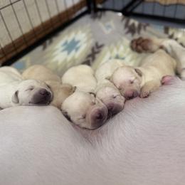 Juliet - Yellow female Labrador Retriever puppy in Sweet Home, Oregon from Knotty Creek Labradors