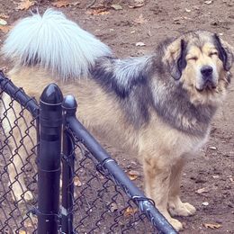 Tibetan Mastiff puppies from Great North Woods Tibetan Mastiffs
