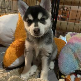 Vixen - Black and white female Pomsky puppy in Diamond Lake, Washington from Husky Haven WA