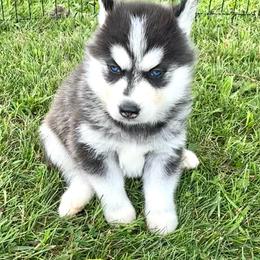 Leia - Black and white female Siberian Husky puppy in Collins, Iowa from Homegrown Huskies