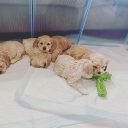Cocker Spaniel Puppies from Taylor’s Cockerspaniels