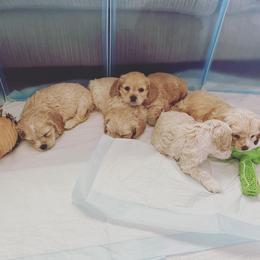 Cocker Spaniel Puppies from Taylor’s Cockerspaniels