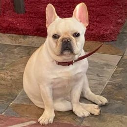 French Bulldogs and Yorkshire Terriers from Kmonae