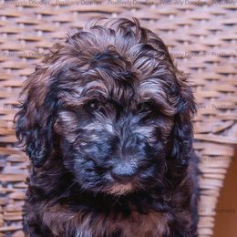 Bernedoodle and Cavapoo Puppies from Positively Doodles