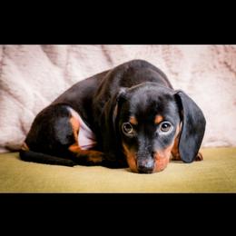 Dachshund Puppies from Phillian Family Mini Dachshunds