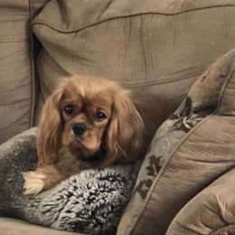 Cavalier King Charles Spaniel Puppies from Cavalier Kisses