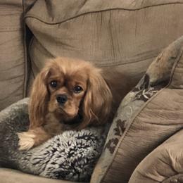 Cavalier King Charles Spaniel Puppies from Cavalier Kisses