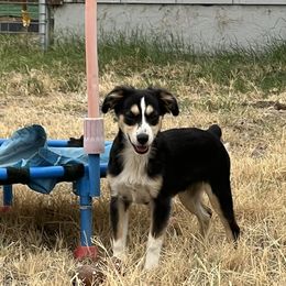 Scruffy - Black tri male Toy Australian Shepherd puppy in Woodlake, California from For the Love of Aussie
