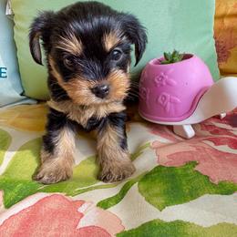 Yorkipoo and Yorkshire Terrier Puppies from Yorkie Oodle Doodle