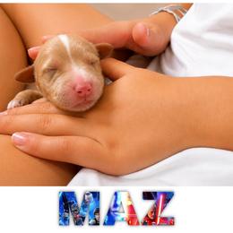 MAZ - Apricot female Goldendoodle puppy in Minneapolis, Minnesota from The Golden Roo