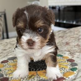 Mollly - Chocolate, tan and white female Yorkshire Terrier puppy in Laconia, New Hampshire from Bryan & Karen