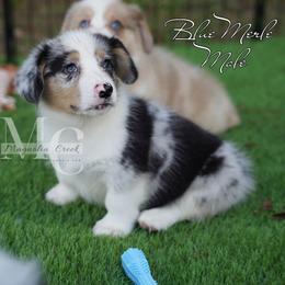 Cotton (Blue Merle Male) - Blue merle and white male American Corgi puppy in Straughn, Alabama from Magnolia Creek Corgis