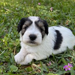 Pink - Parti female Miniature Schnauzer puppy in Summerfield, Florida from M & M Schnauzers