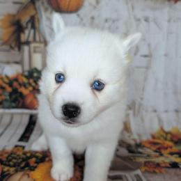 Dewy - 1800 - White male Pomsky puppy in Spring Hill, Florida from www.PuppyTimeEmporium.com