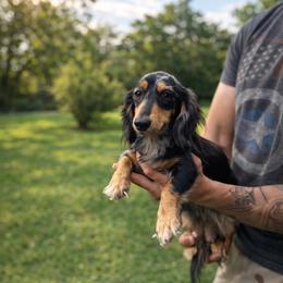 Millie - Dachshund