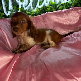 Susie - Piebald female Dachshund puppy in Lake City, Florida from My Ditzy Doxies of Florida