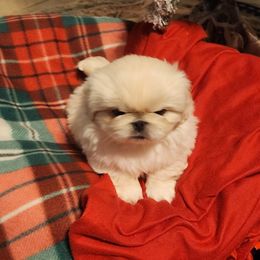 Pekingese Puppies from Heather's Pekingese