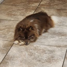 Mimi - Pomeranian