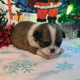 Male red sable - Red and white male Japanese Chin puppy in Salem, Oregon from Chinnychinchinofsalem
