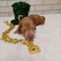 Basset Hound and Dachshund Puppies from Low Down Bassets