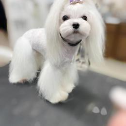 Channel - Maltese