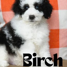 Birch - Black and chalk male Australian Labradoodle puppy in Matthews, North Carolina from Weddington Labradoodles