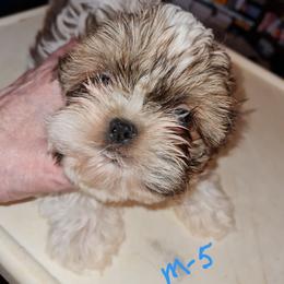 Boy 5 - Tricolor male Shih Tzu puppy in Bethlehem, Pennsylvania from Cinnamon's Shih Tzus