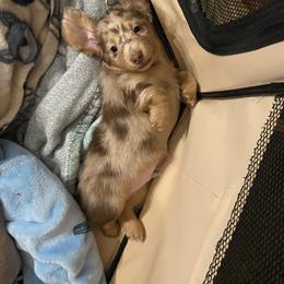 Dachshund Puppies from Amanda‘s Miniature Dachshund