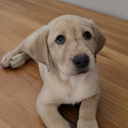 Pink - Yellow female Labrador Retriever puppy in Rapid City, South Dakota from LuLu Ridge Pups