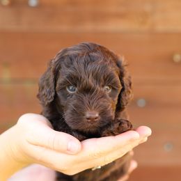Green - Chocolate male Australian Labradoodle puppy in Williamstown, New York from Lewis Manor Labradoodles