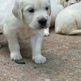 Gunner - Golden Retriever puppy from Southern Belle's Puppies