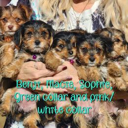 Yorkshire Terrier Puppies from Hip Hoppin Yorkies