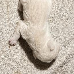 Wyatt - Cream male French Bulldog puppy in Amarillo, Texas from Bomb City Bulldogs
