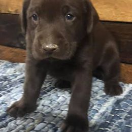 German Shorthaired Pointers from Westcreek Kennels