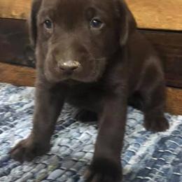 German Shorthaired Pointers from Westcreek Kennels