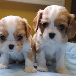 Cavalier King Charles Spaniel Puppies from Linda Whitmire's Cavalier King Charles Spaniels
