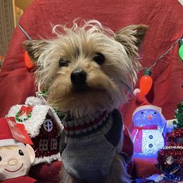 Gucci - Morkie