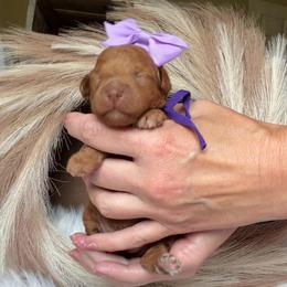 Treasure - Red  female Goldendoodle puppy in Decatur, Texas from Scherrer Sweet Goldendoodles