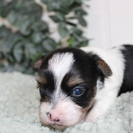 Yorkshire Terrier Puppies from Peach Yorkies