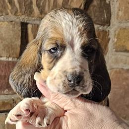 Green Collar Boy - Black white and brown male Basset Hound puppy in Richland Hills, Texas from The Basset Family