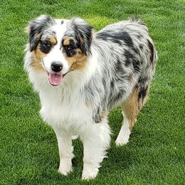 Promise - Australian Shepherd