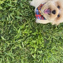 Laysa - Poodle