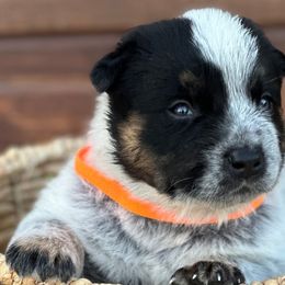 Boy 3 - Blue Australian Cattle Dog puppy in Nevada, Missouri from Back Road Dog Company, LLC
