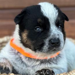 Boy 3 - Blue Australian Cattle Dog puppy in Nevada, Missouri from Back Road Dog Company, LLC