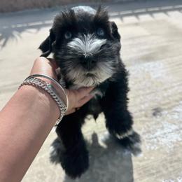 Boy 2 - Black male Miniature Schnauzer puppy in Santa Ana, California from The_K_Schnauzers