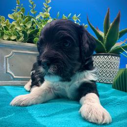 Ivy - Tri-color female Cavapoo puppy in Selma, Texas from Sage Mini Doodles