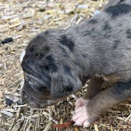 Girl 1 - Catahoula Leopard Dog puppy in Kentucky from Bluegrass Catahoulas