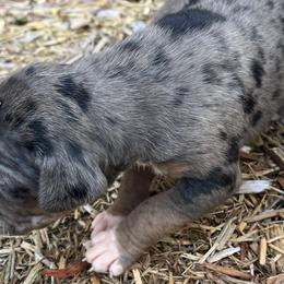 Girl 1 - Catahoula Leopard Dog puppy in Kentucky from Bluegrass Catahoulas